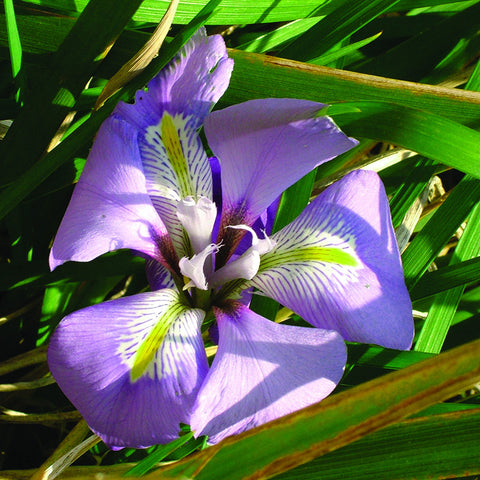 Algerian Iris