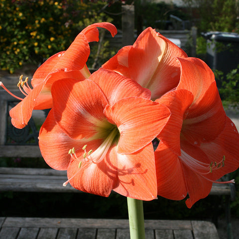 Amaryllis