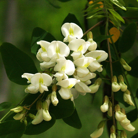 Black Locust