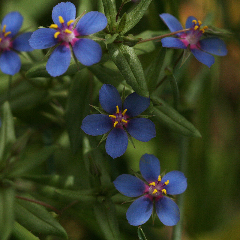 blue pimpernel plant Blue Pimpernel – Yorkshire Flower Essences