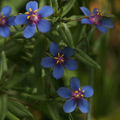 Blue Pimpernel