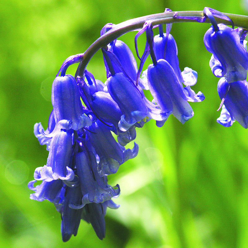 Bluebell