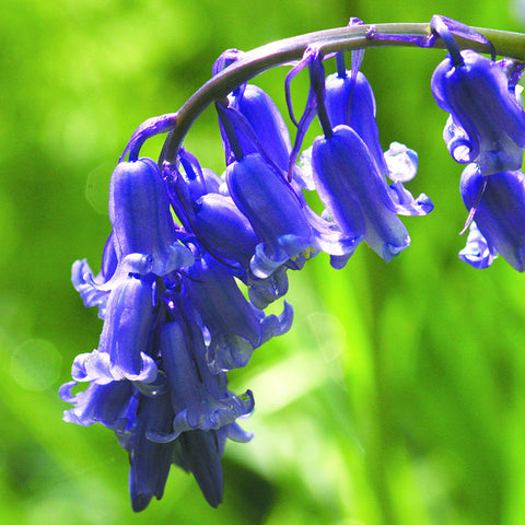 Bluebell