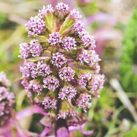 Butterbur