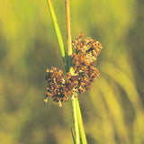 Sadness & Loneliness