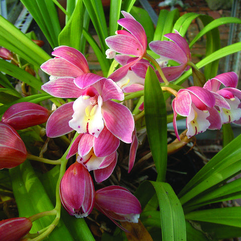 Cymbidium Orchid