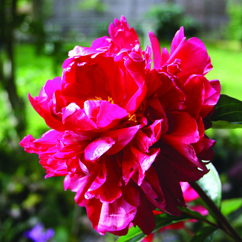 Deep Red Peony