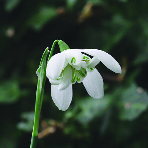 Double Snowdrop