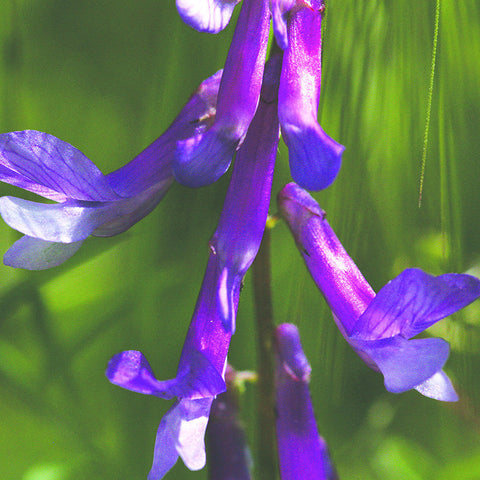 Dwarf Purple Vetch