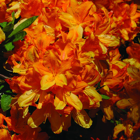 Flame Azalea