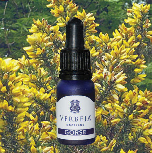 Gorse Yorkshire Flower Essences