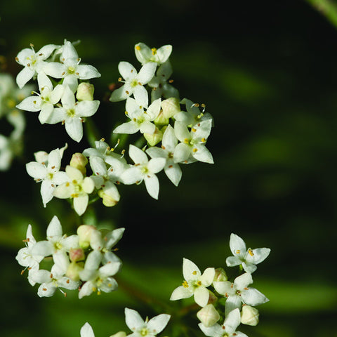 Heath Bedstraw