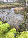 Verbeia River Essence - Kettlewell