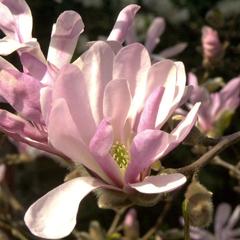 Magnolia