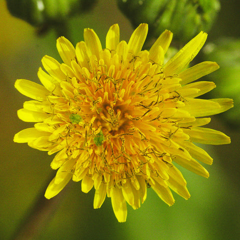 Milk Thistle