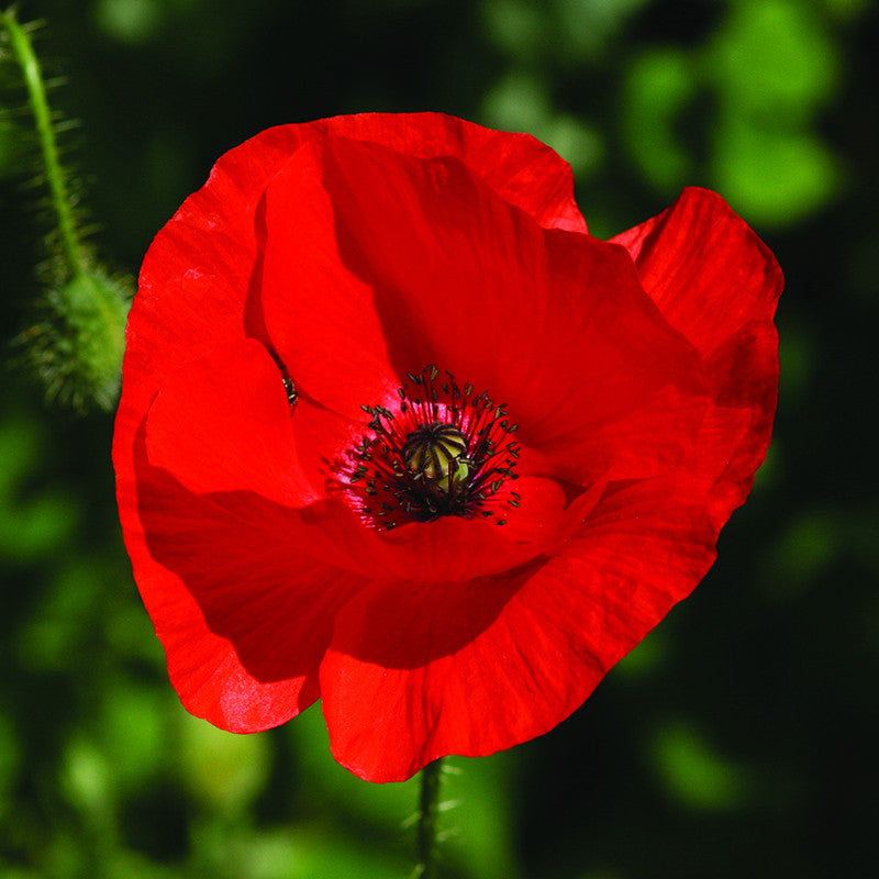 Red shop poppy flower