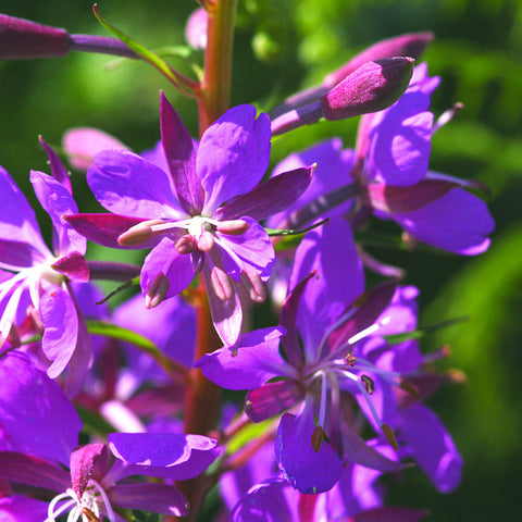 Rosebay Willowherb