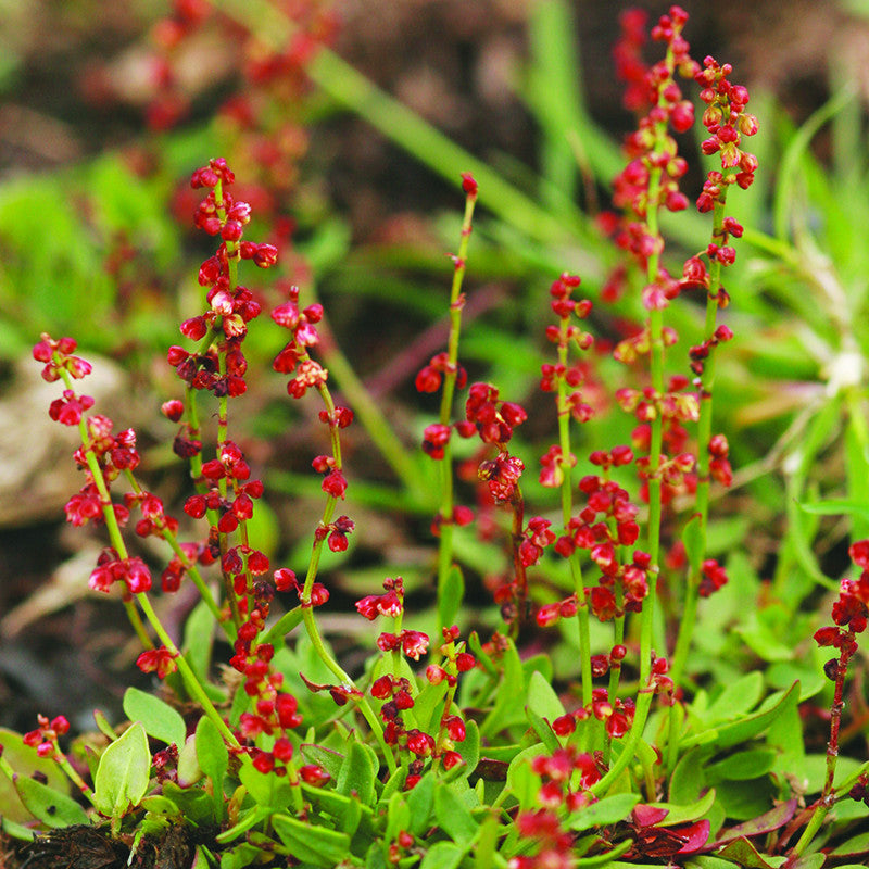 Sheep's Sorrel – Yorkshire Flower Essences