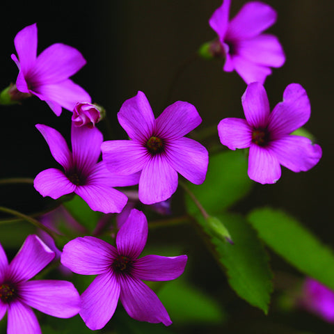 Soapwort