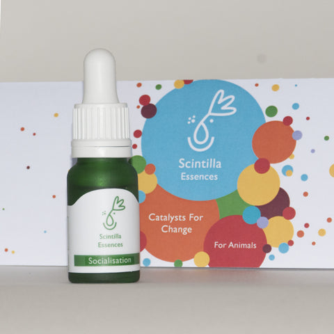 Scintilla for Animals - Socialisation