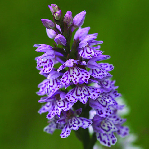 Spotted Orchid