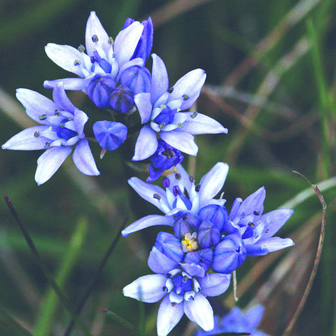 Spring Squill