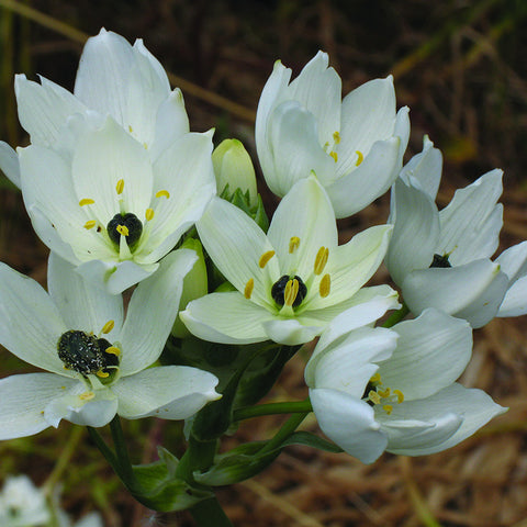 Star of Bethlehem