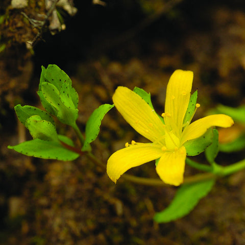 Trailing St John's Wort