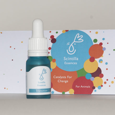 Scintilla for Animals - Transition