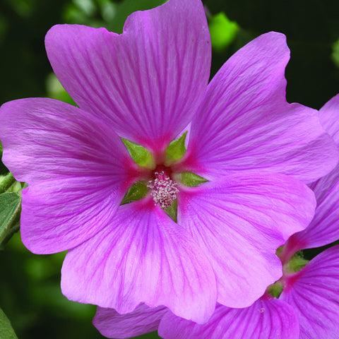 Tree Mallow