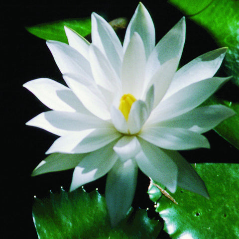 White Lotus