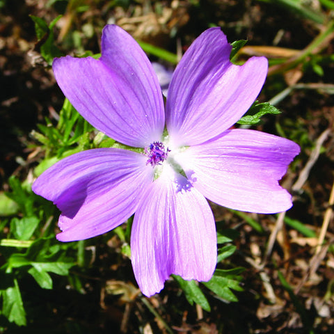 Wild Mallow