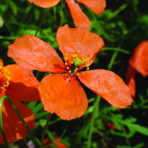 Apricot Poppy