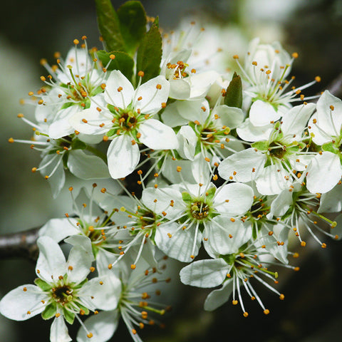 Blackthorn