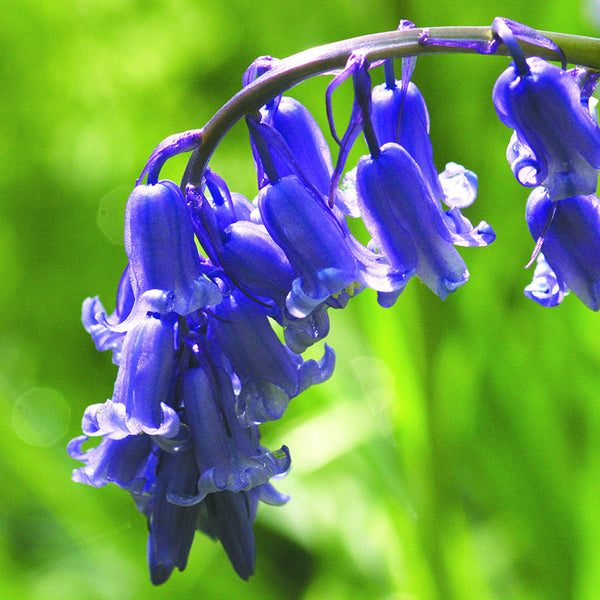 Bluebell – Yorkshire Flower Essences