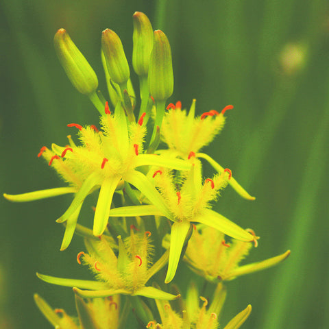 Bog Asphodel