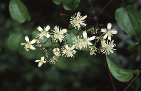 Clematis - Bach