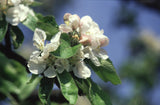 Crab Apple - Bach