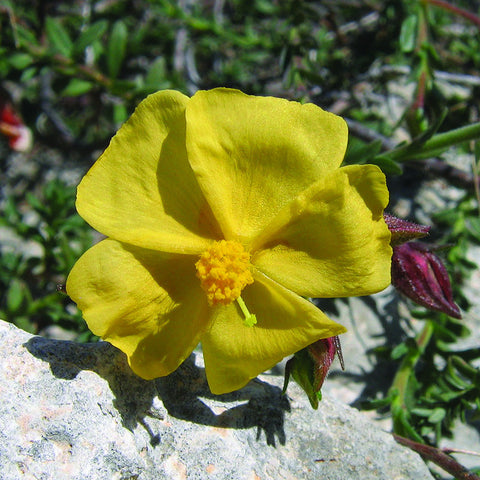 Cyprus Rock Rose