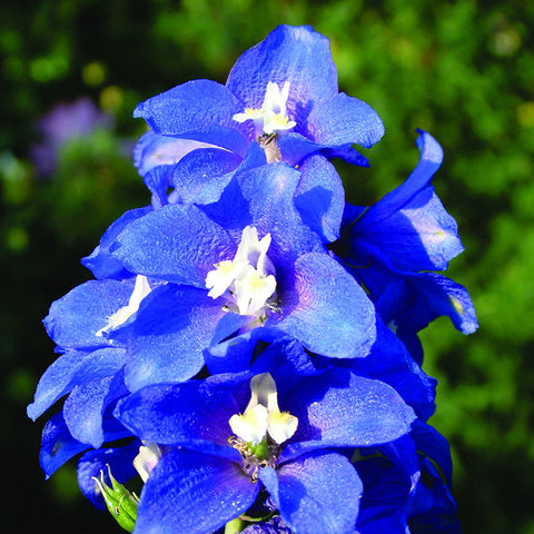 Delphinium