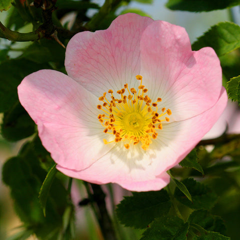 Dog Rose