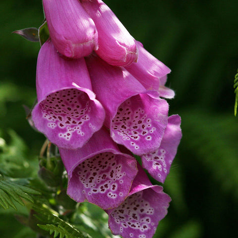 Foxglove