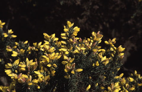 Gorse - Bach