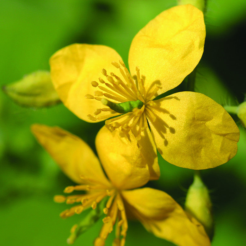 Fears – Yorkshire Flower Essences