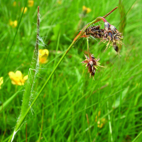 Hairy Sedge