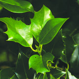 Earth Deficient