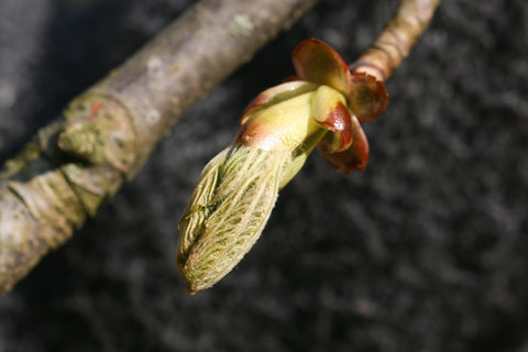 Chestnut Bud - Bach