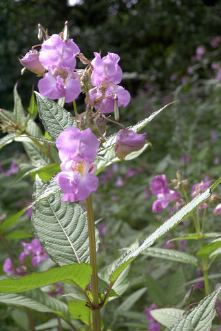 Impatiens - Bach