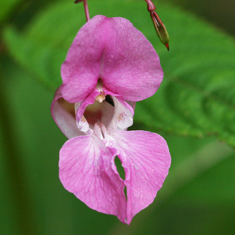 Indian Balsam