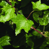 Earth Deficient